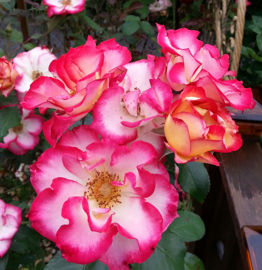  photo 20140702_072203-1_zps4gnj6nbe.jpg